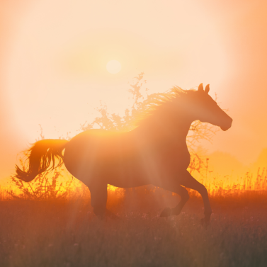 2026 l&rsquo;année cheval de Feu, l&rsquo;année qui embrase le monde